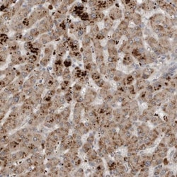 Sterol carrier protein 2 Antibody, Novus Biologicals:Antibodies:Primary